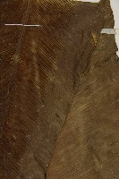 臺灣山蘇花藏品圖，第4張