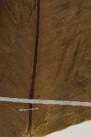 臺灣山蘇花藏品圖，第5張