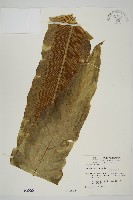 臺灣山蘇花藏品圖，第1張