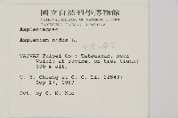 臺灣山蘇花藏品圖，第2張