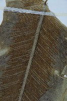 臺灣山蘇花藏品圖，第3張