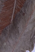 臺灣山蘇花藏品圖，第4張