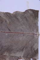 臺灣山蘇花藏品圖，第5張