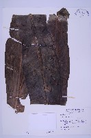 臺灣山蘇花藏品圖，第1張