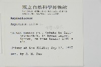 臺灣山蘇花藏品圖，第2張