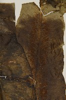 臺灣山蘇花藏品圖，第3張