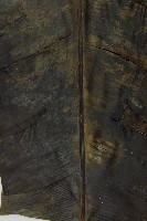 臺灣山蘇花藏品圖，第4張