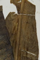 臺灣山蘇花藏品圖，第5張