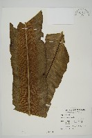 臺灣山蘇花藏品圖，第1張