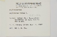 臺灣山蘇花藏品圖，第2張