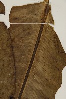 臺灣山蘇花藏品圖，第3張