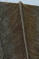 臺灣山蘇花藏品圖，第4張