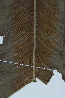 臺灣山蘇花藏品圖，第5張