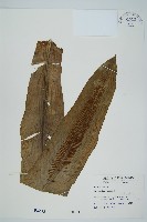 臺灣山蘇花藏品圖，第1張