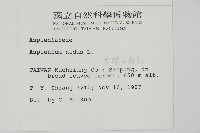 臺灣山蘇花藏品圖，第5張