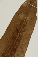 臺灣山蘇花藏品圖，第6張