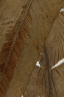 臺灣山蘇花藏品圖，第7張