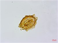 臺灣山蘇花藏品圖，第2張