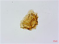 臺灣山蘇花藏品圖，第3張