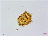 臺灣山蘇花藏品圖，第4張