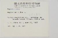 臺灣山蘇花藏品圖，第2張