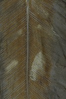 臺灣山蘇花藏品圖，第3張