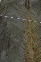 臺灣山蘇花藏品圖，第4張