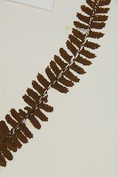 生芽鐵角蕨藏品圖，第4張