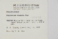 生芽鐵角蕨藏品圖，第2張