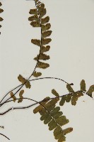 生芽鐵角蕨藏品圖，第3張