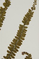 生芽鐵角蕨藏品圖，第4張
