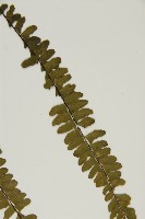 生芽鐵角蕨藏品圖，第5張