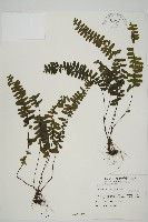 生芽鐵角蕨藏品圖，第1張