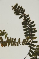 生芽鐵角蕨藏品圖，第4張