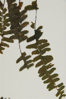 生芽鐵角蕨藏品圖，第5張