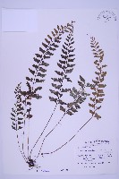 斜葉鐵角蕨藏品圖，第1張