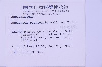 斜葉鐵角蕨藏品圖，第2張