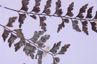 斜葉鐵角蕨藏品圖，第4張