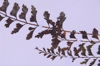 斜葉鐵角蕨藏品圖，第5張