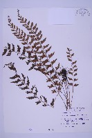 斜葉鐵角蕨藏品圖，第1張