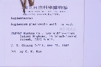 斜葉鐵角蕨藏品圖，第2張