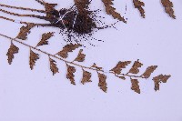 斜葉鐵角蕨藏品圖，第3張