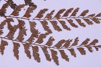 斜葉鐵角蕨藏品圖，第4張