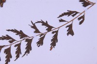 斜葉鐵角蕨藏品圖，第5張