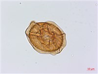 斜葉鐵角蕨藏品圖，第2張