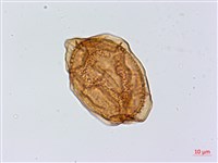 斜葉鐵角蕨藏品圖，第4張