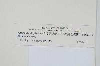 絨假紫萁、台灣絨假紫萁藏品圖，第2張