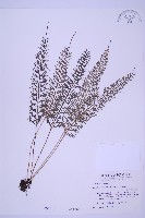 長生鐵角蕨藏品圖，第1張