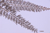 長生鐵角蕨藏品圖，第3張