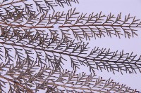 長生鐵角蕨藏品圖，第4張